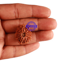 Load image into Gallery viewer, 13 Mukhi Nepalese Rudraksha - Bead No. 210