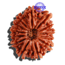 Load image into Gallery viewer, 13 Mukhi Nepalese Rudraksha - Bead No. 210