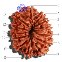 Load image into Gallery viewer, 13 Mukhi Nepalese Rudraksha - Bead No. 210