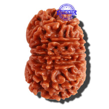 Load image into Gallery viewer, 13 Mukhi Nepalese Rudraksha - Bead No. 210