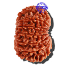 Load image into Gallery viewer, 13 Mukhi Nepalese Rudraksha - Bead No. 210
