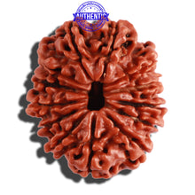 Load image into Gallery viewer, 13 Mukhi Nepalese Rudraksha - Bead No. 211