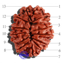 Load image into Gallery viewer, 13 Mukhi Nepalese Rudraksha - Bead No. 211