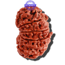 Load image into Gallery viewer, 13 Mukhi Nepalese Rudraksha - Bead No. 211