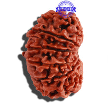 Load image into Gallery viewer, 13 Mukhi Nepalese Rudraksha - Bead No. 211