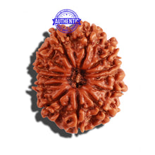 Load image into Gallery viewer, 13 Mukhi Nepalese Rudraksha - Bead No. 216