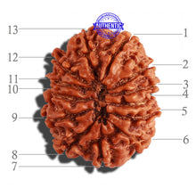 Load image into Gallery viewer, 13 Mukhi Nepalese Rudraksha - Bead No. 216