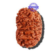 Load image into Gallery viewer, 13 Mukhi Nepalese Rudraksha - Bead No. 216