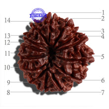 Load image into Gallery viewer, 14 Mukhi Nepalese Rudraksha - Bead No. 265