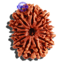 Load image into Gallery viewer, 13 Mukhi Nepalese Rudraksha - Bead No. 226