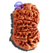 Load image into Gallery viewer, 13 Mukhi Nepalese Rudraksha - Bead No. 226
