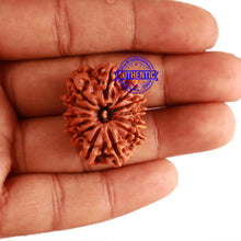 Load image into Gallery viewer, 13 Mukhi Nepalese Rudraksha - Bead No. 227