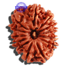 Load image into Gallery viewer, 13 Mukhi Nepalese Rudraksha - Bead No. 227