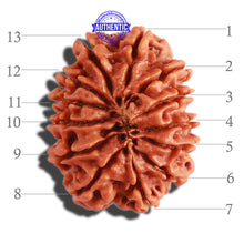 Load image into Gallery viewer, 13 Mukhi Nepalese Rudraksha - Bead No. 227