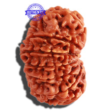 Load image into Gallery viewer, 13 Mukhi Nepalese Rudraksha - Bead No. 227