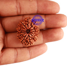 Load image into Gallery viewer, 13 Mukhi Nepalese Rudraksha - Bead No. 228
