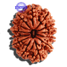 Load image into Gallery viewer, 13 Mukhi Nepalese Rudraksha - Bead No. 228