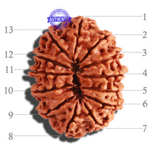Load image into Gallery viewer, 13 Mukhi Nepalese Rudraksha - Bead No. 228