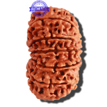 Load image into Gallery viewer, 13 Mukhi Nepalese Rudraksha - Bead No. 228