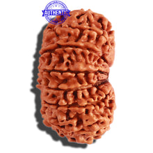 Load image into Gallery viewer, 13 Mukhi Nepalese Rudraksha - Bead No. 228