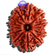 Load image into Gallery viewer, 13 Mukhi Nepalese Rudraksha - Bead No. 230