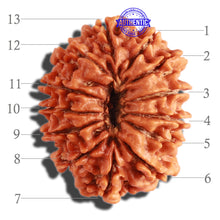 Load image into Gallery viewer, 13 Mukhi Nepalese Rudraksha - Bead No. 232