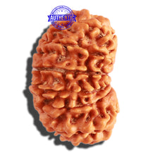 Load image into Gallery viewer, 13 Mukhi Nepalese Rudraksha - Bead No. 232