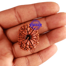 Load image into Gallery viewer, 13 Mukhi Nepalese Rudraksha - Bead No. 233