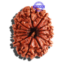 Load image into Gallery viewer, 13 Mukhi Nepalese Rudraksha - Bead No. 233
