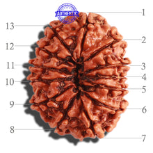 Load image into Gallery viewer, 13 Mukhi Nepalese Rudraksha - Bead No. 233