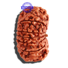 Load image into Gallery viewer, 13 Mukhi Nepalese Rudraksha - Bead No. 233