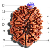 Load image into Gallery viewer, 13 Mukhi Nepalese Rudraksha - Bead No. 235