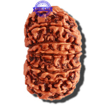 Load image into Gallery viewer, 13 Mukhi Nepalese Rudraksha - Bead No. 235