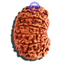 Load image into Gallery viewer, 13 Mukhi Nepalese Rudraksha - Bead No. 236