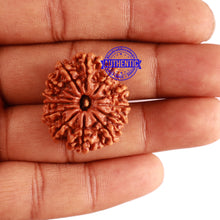 Load image into Gallery viewer, 13 Mukhi Nepalese Rudraksha - Bead No. 238