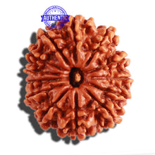 Load image into Gallery viewer, 13 Mukhi Nepalese Rudraksha - Bead No. 238