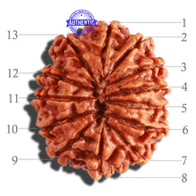 Load image into Gallery viewer, 13 Mukhi Nepalese Rudraksha - Bead No. 238