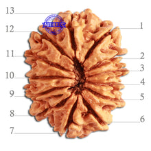 Load image into Gallery viewer, 13 Mukhi Nepalese Rudraksha - Bead No. 270