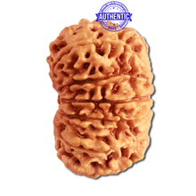 Load image into Gallery viewer, 13 Mukhi Nepalese Rudraksha - Bead No. 270