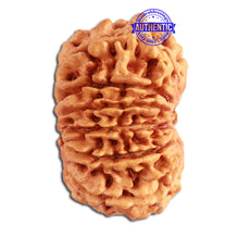 Load image into Gallery viewer, 13 Mukhi Nepalese Rudraksha - Bead No. 270