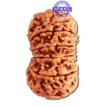 Load image into Gallery viewer, 13 Mukhi Nepalese Rudraksha - Bead No. 271
