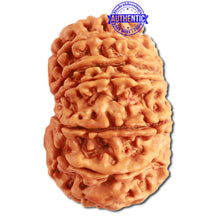 Load image into Gallery viewer, 13 Mukhi Nepalese Rudraksha - Bead No. 273