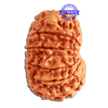 Load image into Gallery viewer, 13 Mukhi Nepalese Rudraksha - Bead No. 273