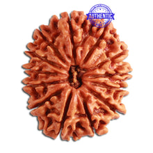 Load image into Gallery viewer, 13 Mukhi Nepalese Rudraksha - Bead No. 274