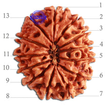 Load image into Gallery viewer, 13 Mukhi Nepalese Rudraksha - Bead No. 274