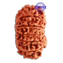 Load image into Gallery viewer, 13 Mukhi Nepalese Rudraksha - Bead No. 274