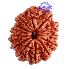Load image into Gallery viewer, 13 Mukhi Nepalese Rudraksha - Bead No. 275