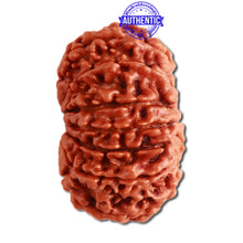 Load image into Gallery viewer, 13 Mukhi Nepalese Rudraksha - Bead No. 275