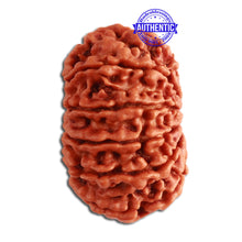 Load image into Gallery viewer, 13 Mukhi Nepalese Rudraksha - Bead No. 275