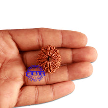 Load image into Gallery viewer, 13 Mukhi Nepalese Rudraksha - Bead No. 276